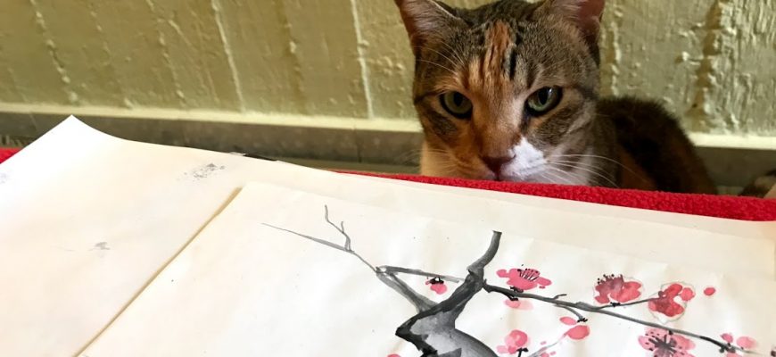 חתולים ביפן – רומן מתמשך או אובססיה?